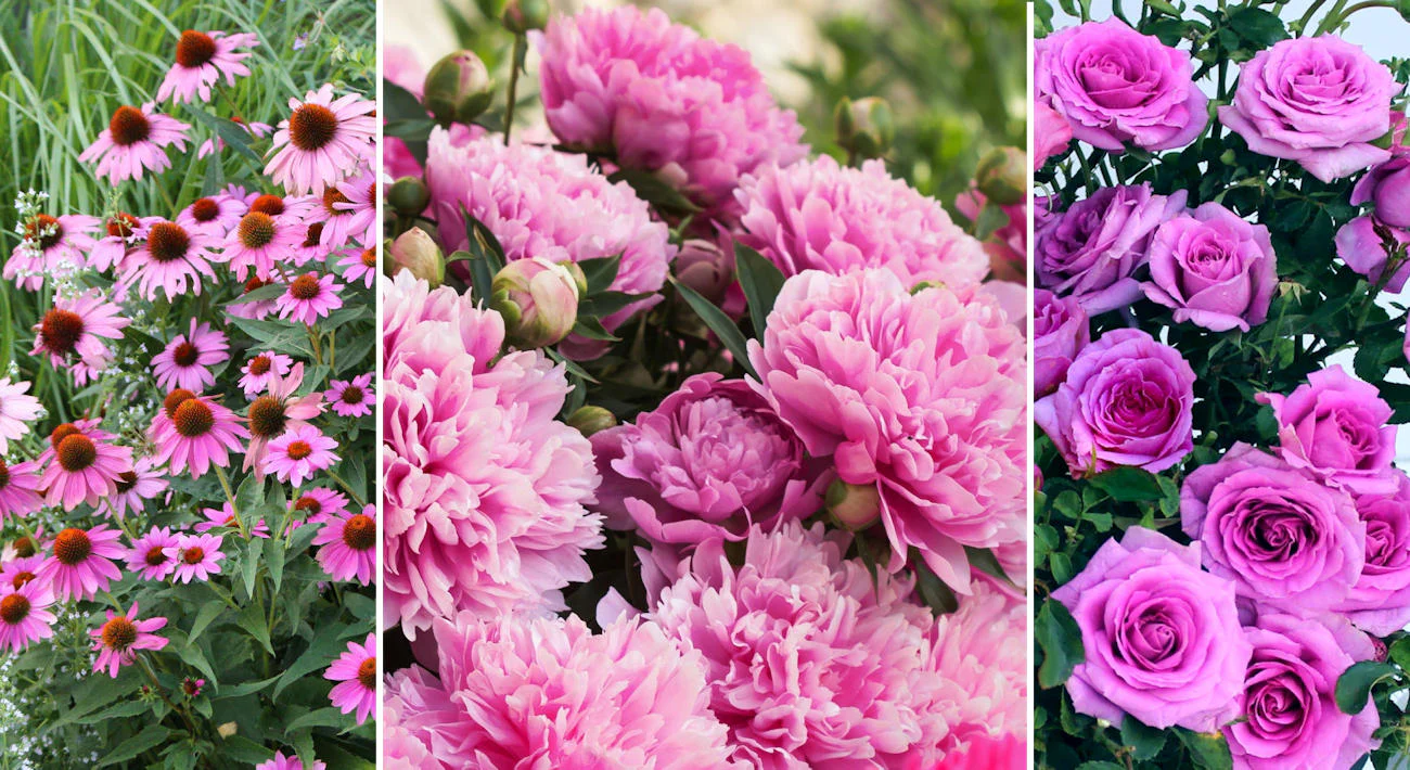 Cottage Farms Direct 03-19-25 - Image 2